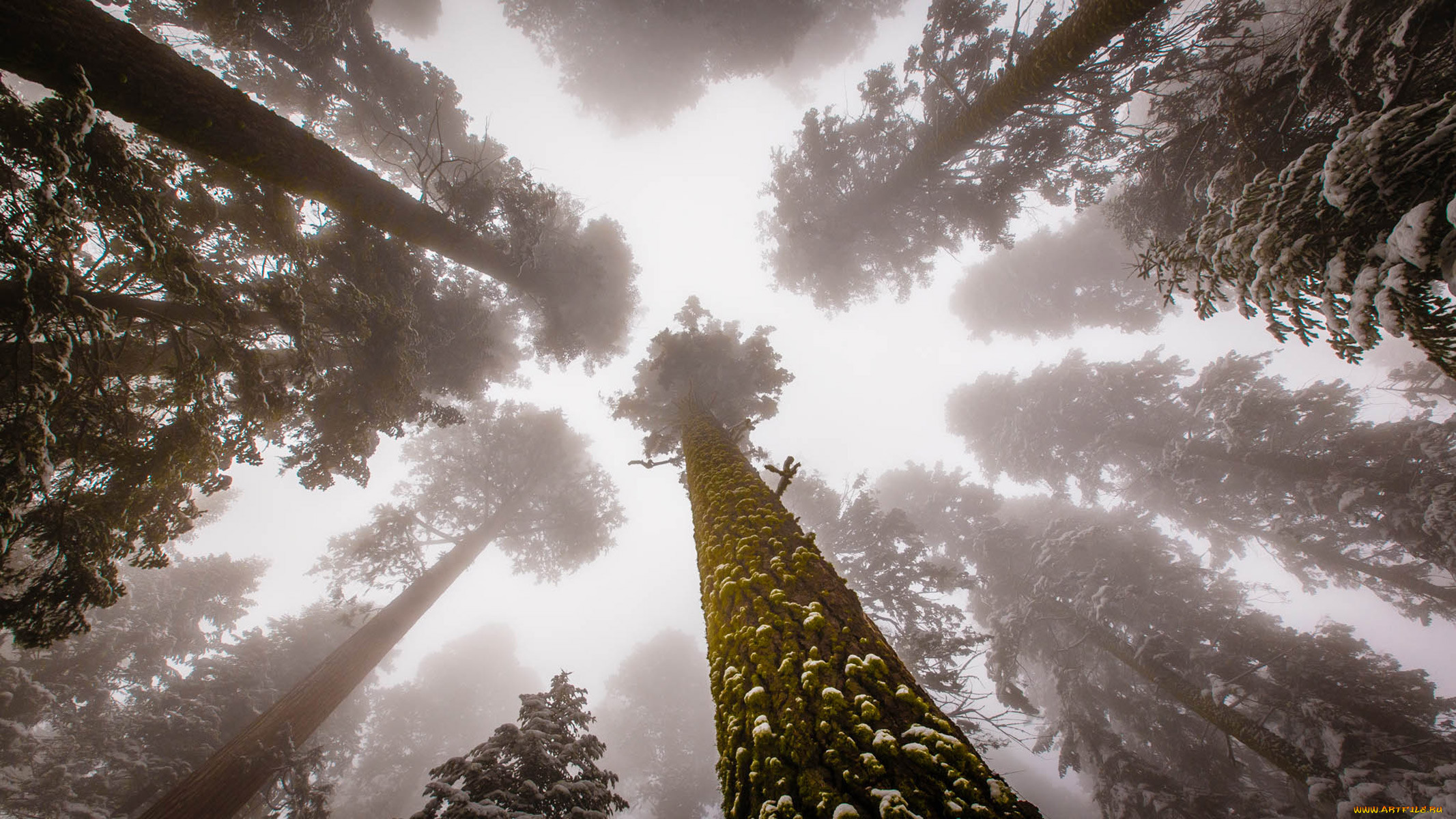 giant sequoia, , , , , , giant, sequoia, 
